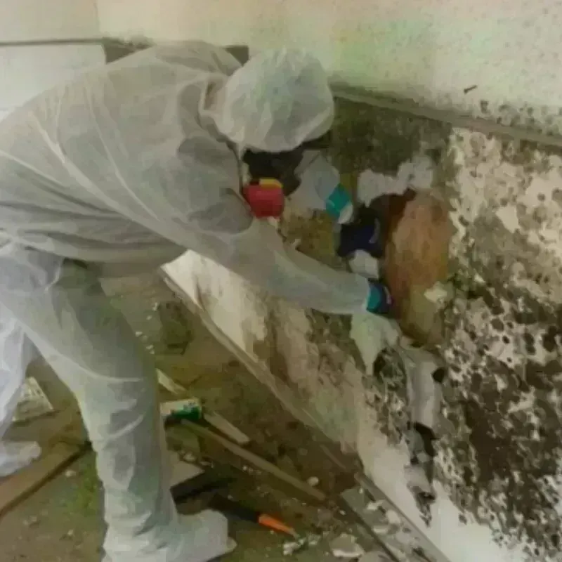 Mold Remediation and Removal in San Mateo County, CA